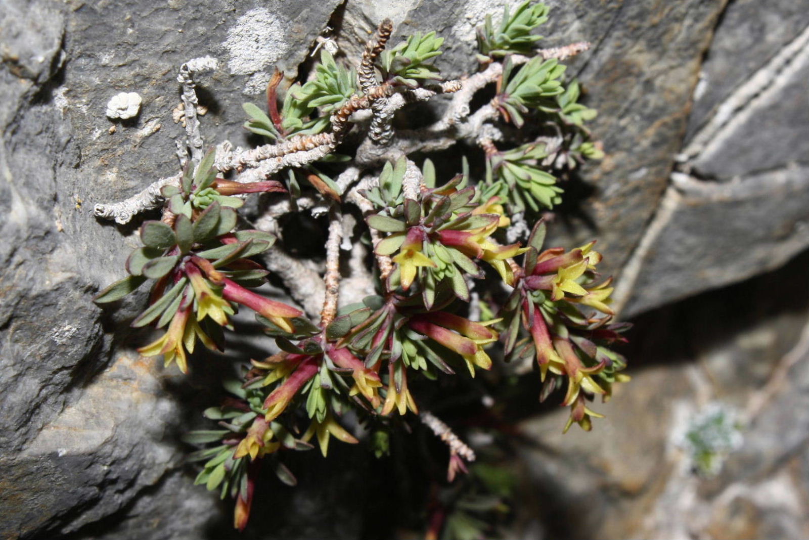 Thymelaea dioica / Timelea ligure